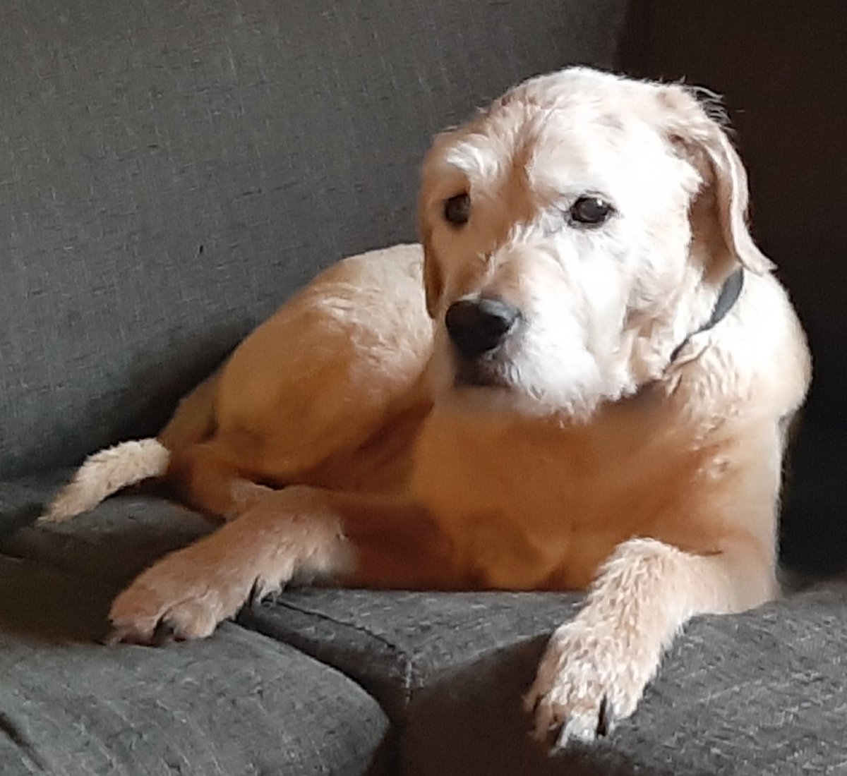 HondHarrie's tweet photo. Tot ons verdriet is Harrie vandaag na een inwendige bloeding onverwacht overleden. Het was een heel bijzondere hond. Bedankt voor het trouwe volgen en de vele duizenden reacties die hij in de loop van de tijd op Twitter kreeg. https://t.co/UDqI4iQKjQ
