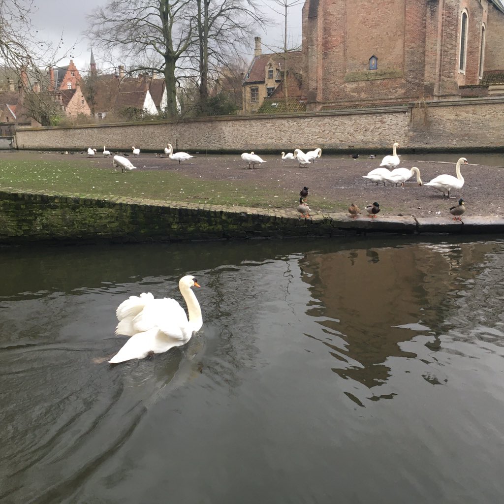 A swan swims away from the camera in Bruges.