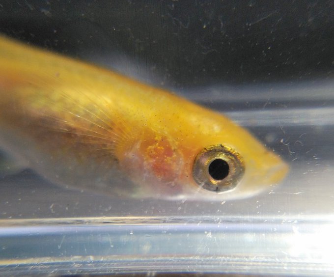 メダカのtwitterイラスト検索結果 古い順