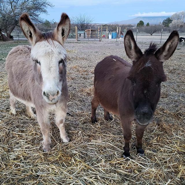 AngryAcresRanch's tweet photo. Jellybean and Butterbean wanted some love before I left for the day. #donkey #minidonkey #minidonkeysofinstagram #donkeysofinstagram #donkeysoftwitter https://t.co/Z0tmz8Xqf2