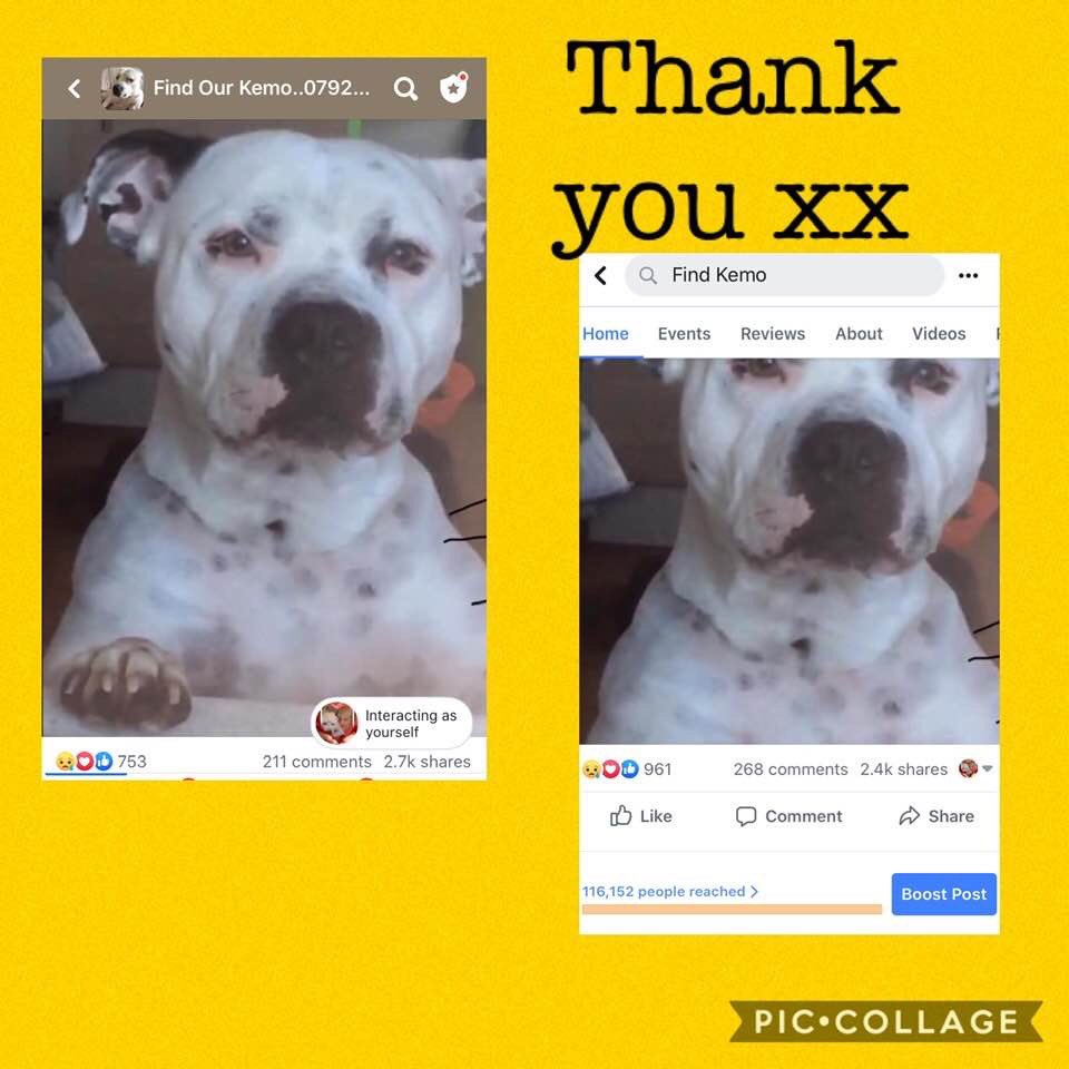 missingdogs155's tweet photo. 🆘🆘HAVE YOU SEEN MALE STAFFY KEMO?🙏
Missing from Bedford since 8/2/18😞Fb-Find Kemo❤️@KarenFi51820768 @Find_Kemo @MishRodriguez @SteelCherry @juliagarland73 @AnneGreen2909 @SheridanAlcock @jennystanley5 @lklutner @HandleyRach @HelpFindRags @Find_Panda @MissingPetsGB @Dizzywizz2 https://t.co/eXFGDn5tYJ