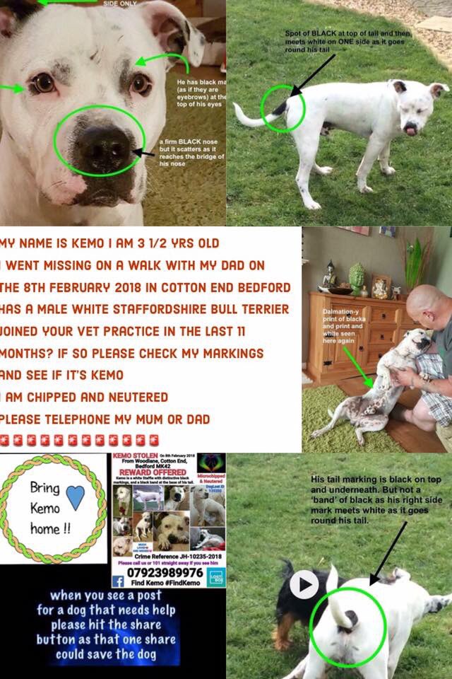 missingdogs155's tweet photo. 🆘🆘HAVE YOU SEEN MALE STAFFY KEMO?🙏
Missing from Bedford since 8/2/18😞Fb-Find Kemo❤️@KarenFi51820768 @Find_Kemo @MishRodriguez @SteelCherry @juliagarland73 @AnneGreen2909 @SheridanAlcock @jennystanley5 @lklutner @HandleyRach @HelpFindRags @Find_Panda @MissingPetsGB @Dizzywizz2 https://t.co/eXFGDn5tYJ