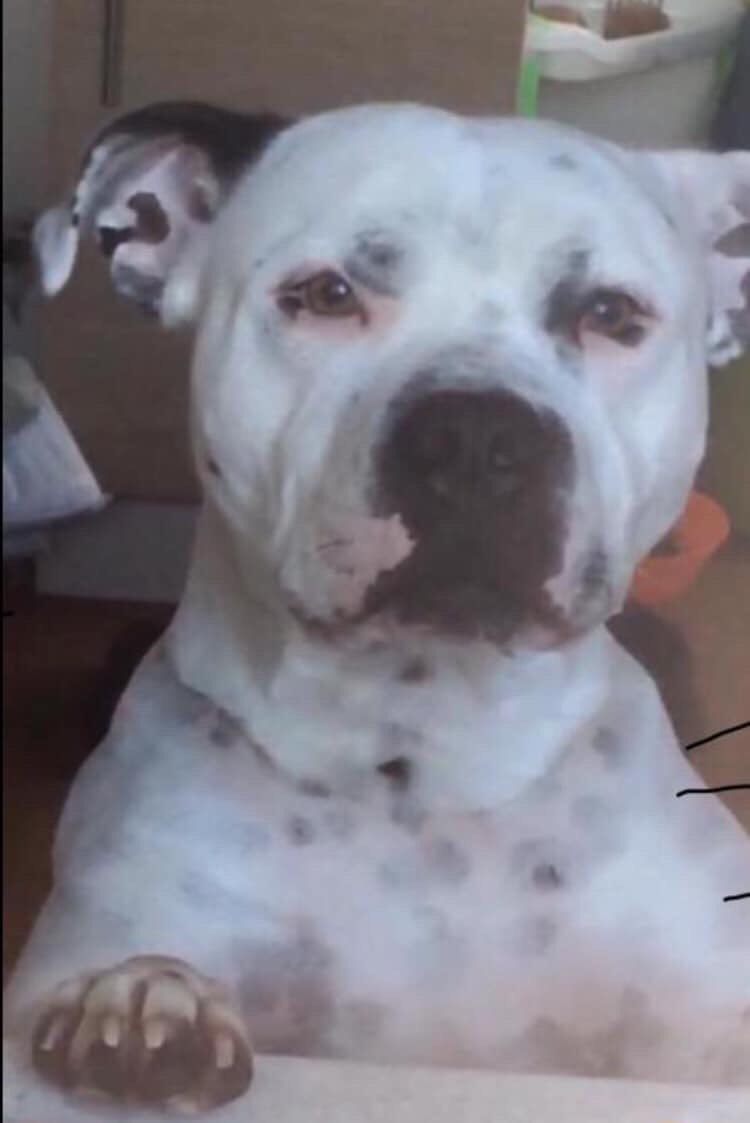 missingdogs155's tweet photo. 🆘🆘HAVE YOU SEEN MALE STAFFY KEMO?🙏
Missing from Bedford since 8/2/18😞Fb-Find Kemo❤️@KarenFi51820768 @Find_Kemo @MishRodriguez @SteelCherry @juliagarland73 @AnneGreen2909 @SheridanAlcock @jennystanley5 @lklutner @HandleyRach @HelpFindRags @Find_Panda @MissingPetsGB @Dizzywizz2 https://t.co/eXFGDn5tYJ