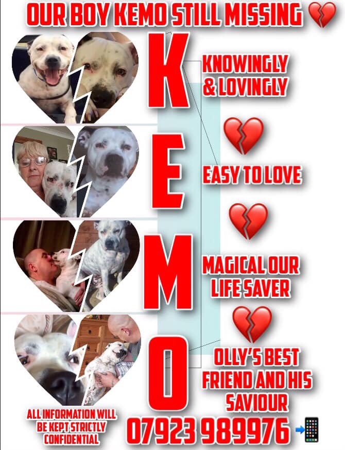 missingdogs155's tweet photo. 🆘🆘HAVE YOU SEEN MALE STAFFY KEMO?🙏
Missing from Bedford since 8/2/18😞Fb-Find Kemo❤️@KarenFi51820768 @Find_Kemo @MishRodriguez @SteelCherry @juliagarland73 @AnneGreen2909 @SheridanAlcock @jennystanley5 @lklutner @HandleyRach @HelpFindRags @Find_Panda @MissingPetsGB @Dizzywizz2 https://t.co/eXFGDn5tYJ