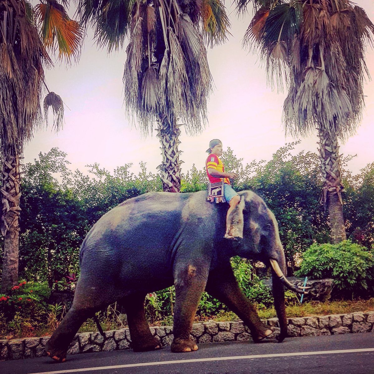Sober_Services's tweet photo. Everybody loves elephants 🐘, right? - https://t.co/eVEE9Bh2lp https://t.co/hsPAfbf1pX