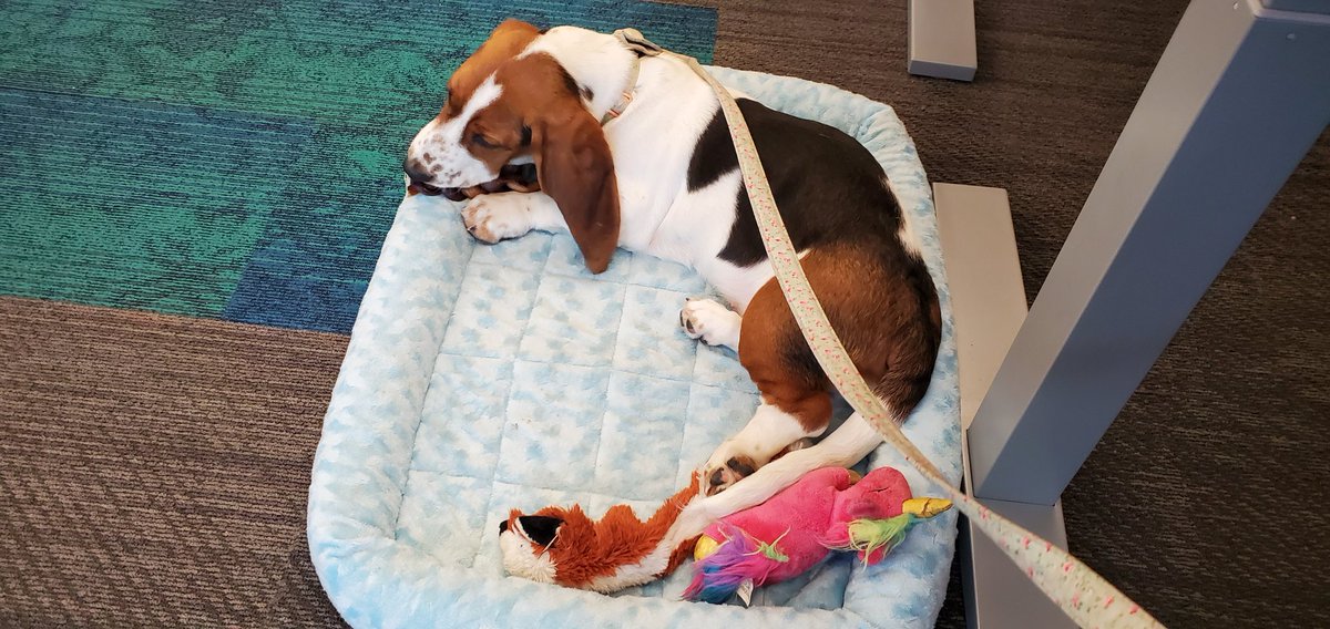 FoxInATX's tweet image. Penny Blue is getting settled in nicely on her first day as an Amazonian.  #pennyblue #peculiarways