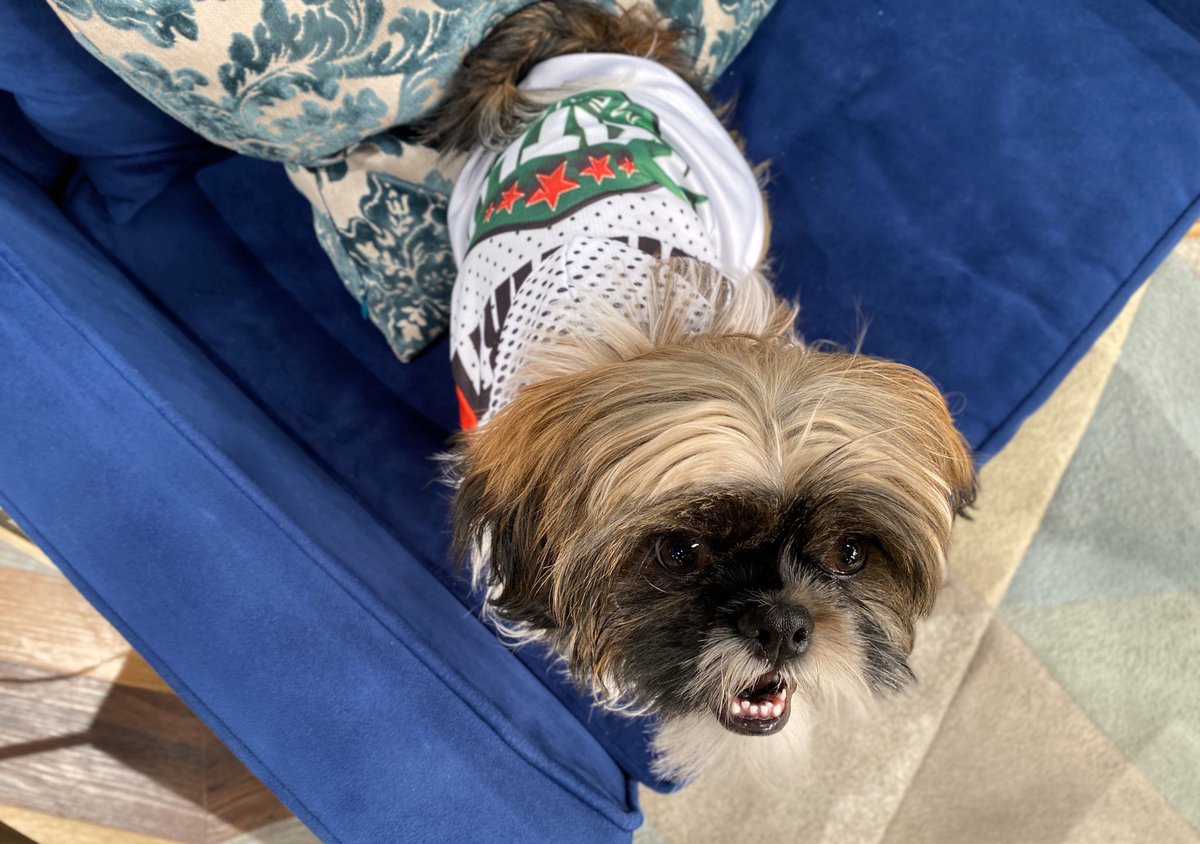 BrunitoVLA's tweet photo. ¿Qué tal me veo con mi playera del equipo de los famosos de @exatlonmx? 🎊🎉🐶🐾🔴
#VLA https://t.co/Y9svOuMQju