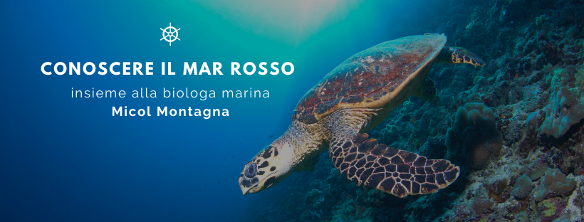 CompMarRosso's tweet photo. Vi presentiamo i giovani biologi che vi porteranno alla scoperta delle meraviglie del Mar Rosso
👤 Micol Montagna
⛱ Soggiorni in Mar Rosso a Shams Alam

📍 SCHEDA COMPLETA
https://t.co/0WFFxTBxqu https://t.co/cNmYvq57ZP