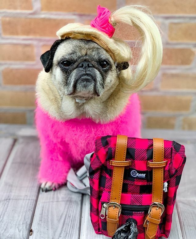mspicklesthepug's tweet photo. Consider my buzz officially killed #thanksmonday
.
.
.
🎒 by @barkindustry use code “pickles10” at checkout for discount https://t.co/z6GoGCMIKQ https://t.co/g4wTcXLhuD