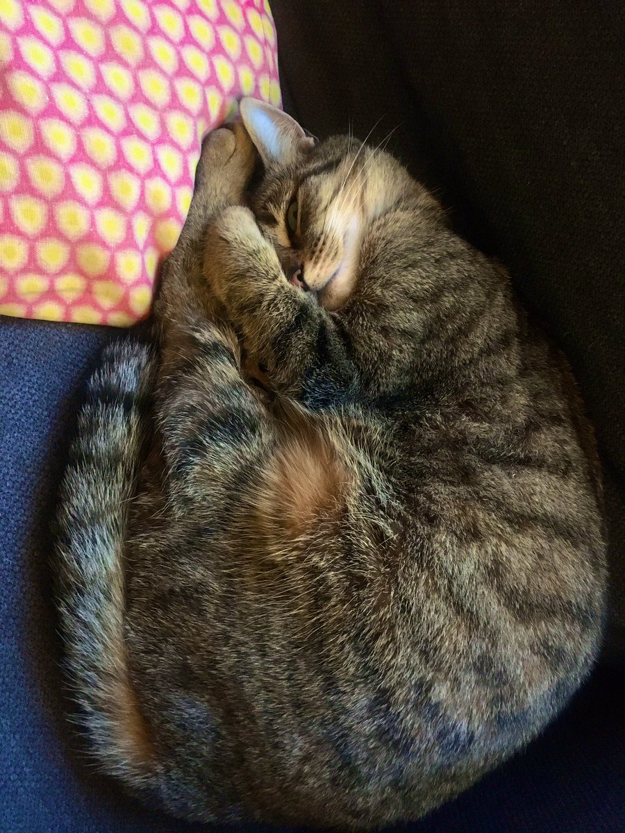 _Falbala's tweet photo. Quand tu sens que ton 🐱 aussi est fatigué de sa bonne journée de formation 🐾 #SoutienMoral #PixelLeChat #FormationInterne https://t.co/YVngSQIXWu