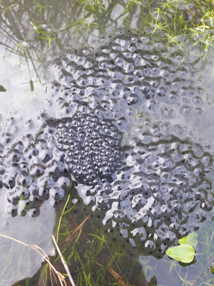 Tirzahswt's tweet photo. A very exciting day today finding lots of frogs and frog spawn during forest school #ledermantrainee https://t.co/XYLXb9T6zI