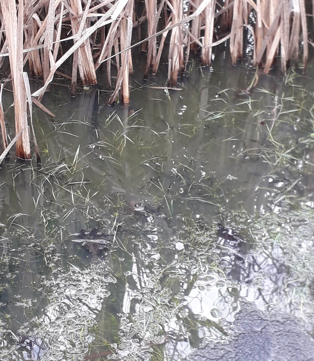 Tirzahswt's tweet photo. A very exciting day today finding lots of frogs and frog spawn during forest school #ledermantrainee https://t.co/XYLXb9T6zI