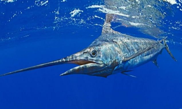 Au fur et à mesure que les océans perdent leur oxygène, en se réchauffant, l’équilibre délicat de la vie marine se fragilise