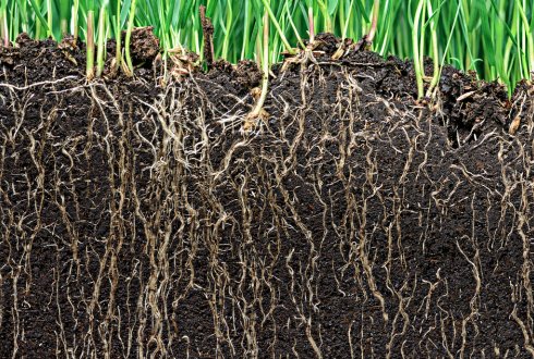 ClimateFarmsAB's tweet photo. Carbon sequestration and soil carbon credits explained! Join us and
@GatewayResearch
for our Giving Credits to Soil Carbon workshops in Redwater, AB and Mayerthorpe, AB on Feb 18 and 19th. Register at the link: https://t.co/jvBXfbGqUx #ag #agriculture #ab #abfarms #soilhealth https://t.co/hcYIExVnKS