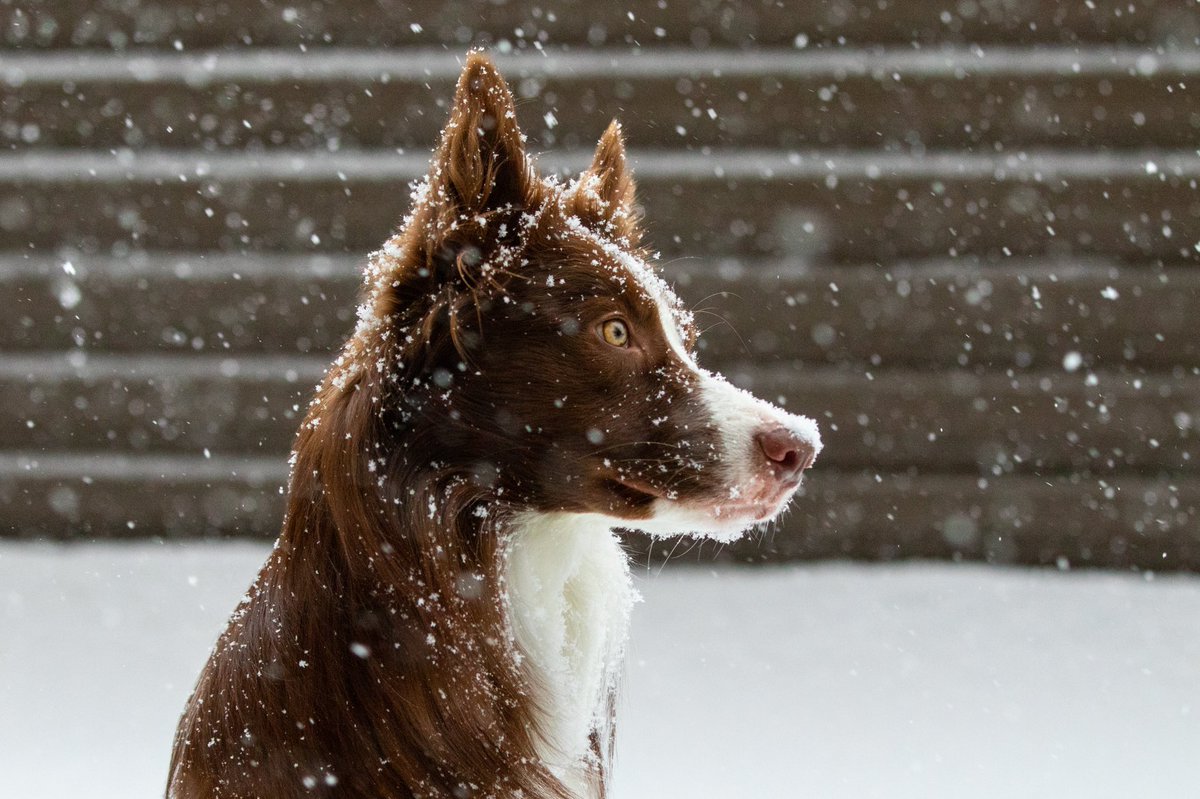 natmmcallister's tweet photo. We love us a good snow day https://t.co/ComGMkoOUr