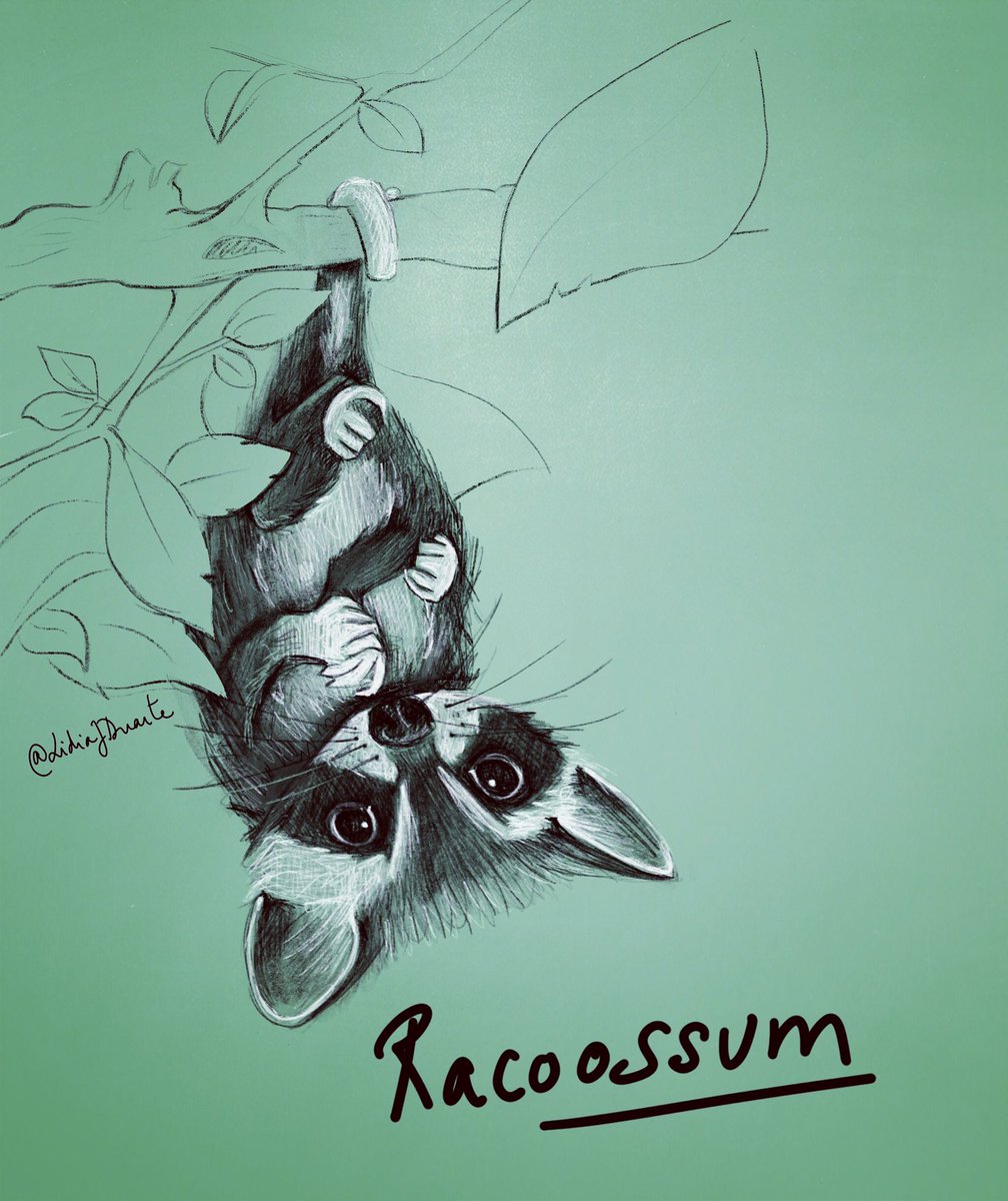 LidiaJDuarte's tweet photo. #creatuanary2020 Número 6. #racoossum #illustration #ilustracion #creatuanary #criaturas #creature #dibujo https://t.co/r3mASRWqeu