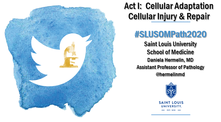 HermelinMD's tweet photo. #SLUSOMPath2020. Act I. Today, Dr. Brink discussed the topics of #CellAdaption, #CellInjury and #CellDeath focusing on #cellcycle, #apoptosis and his tips to cramming for an exam (#MostCommons!) Let’s review some of these topics. 👇🏽Follow the #Tweetorial below. https://t.co/cVzqlNYo53