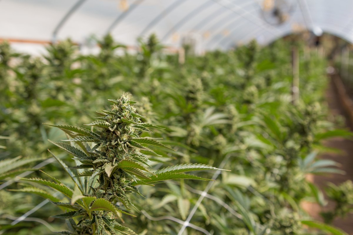 solarihemp's tweet photo. According to @COHempProject, local hemp production can eliminate our need for foreign energy and imports like petroleum products, batteries, hemp seed, hemp fibres and oils ๐ฎ ๐ฟ
#livebetterwithsolari #solarihemp #solaricbd #coloradohempfarmers #hemp #cbd #allnatural https://t.co/Lmboag7QjM