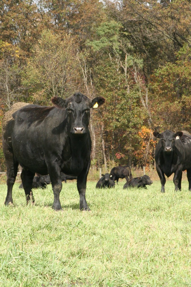 cattlefax's tweet photo. The government released its Jan. 1 U.S. #CattleInventory report on Fri. &amp; the numbers were largely within CattleFax expectations.  Many #cowcalf operations are nearing capacity after 5yrs of #cowherdexpansion.  Total cattle inventories... https://t.co/QVfG2G1EnG https://t.co/ZT7xMEyE9f