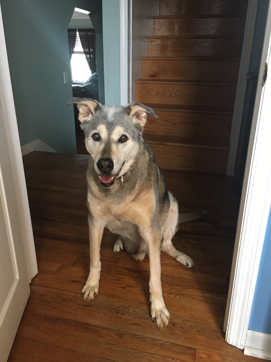 skipper8760's tweet photo. It’s so nice to always have company when I eat #begger #ilovemydog #mybandit https://t.co/8qNVKVuA9i