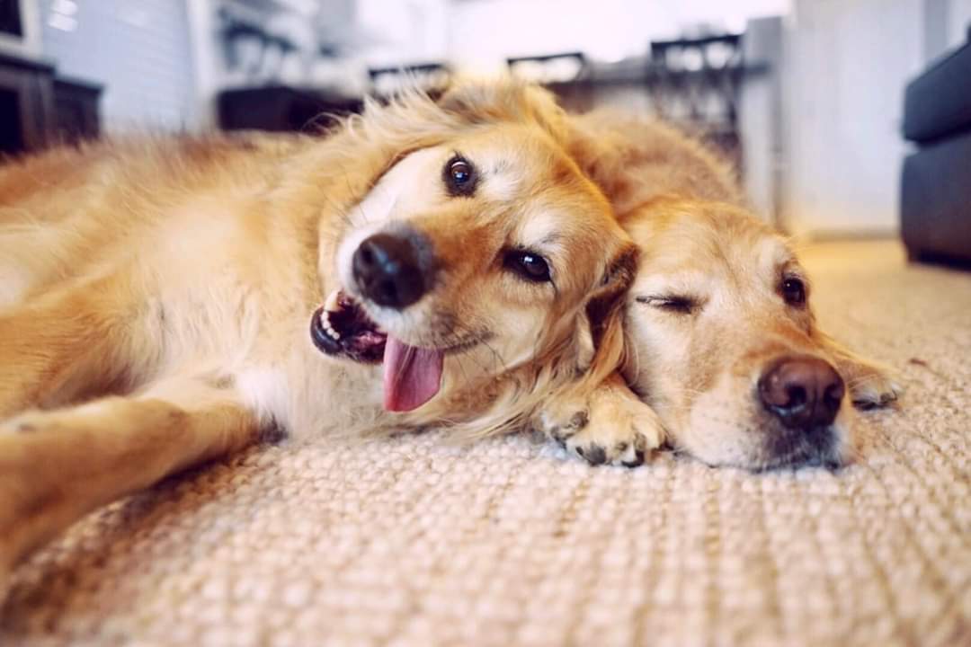 NWACOregon's tweet photo. 🎉 HAPPY  NATIONAL GOLDEN  RETRIEVER DAY!🐕 
(and Golden Retriever mix😉)
Looking for a Golden to rescue? Reach out to our friends @goldenbonddogs! ❤👍#nationalgoldenretrieverday
#pdx #AdoptDontShop https://t.co/SZVGFlEc4i