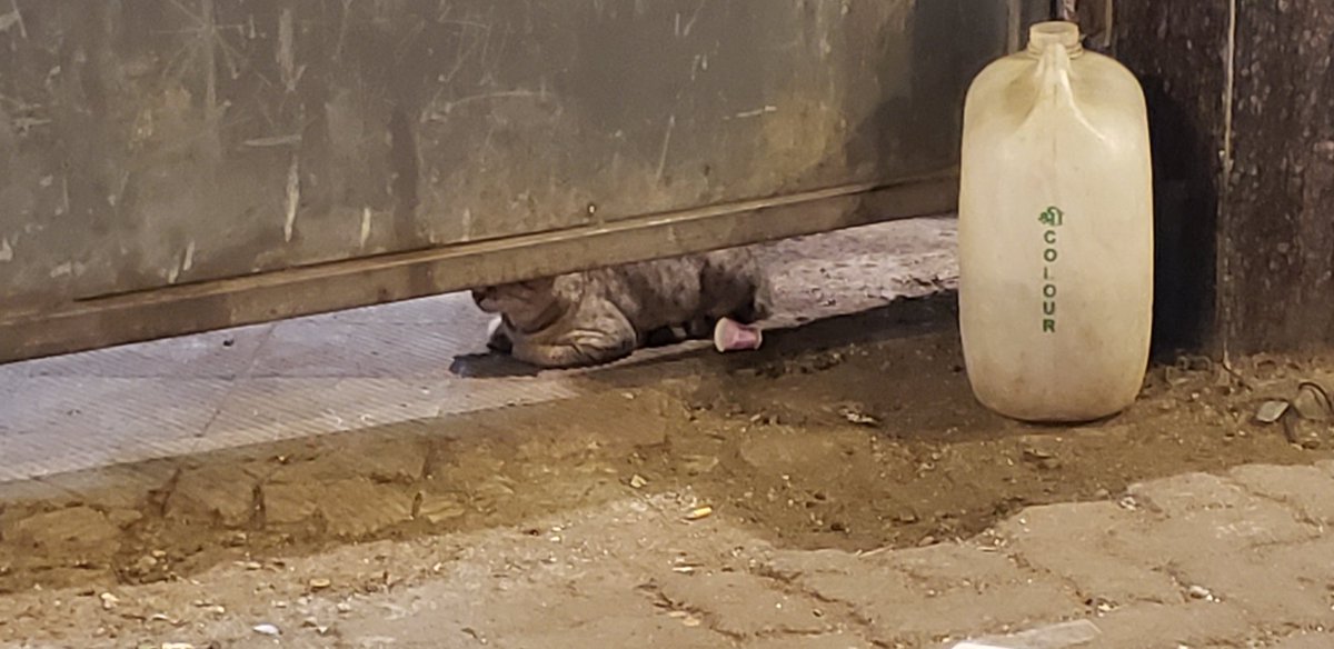 Cat under a door, loaf shaped