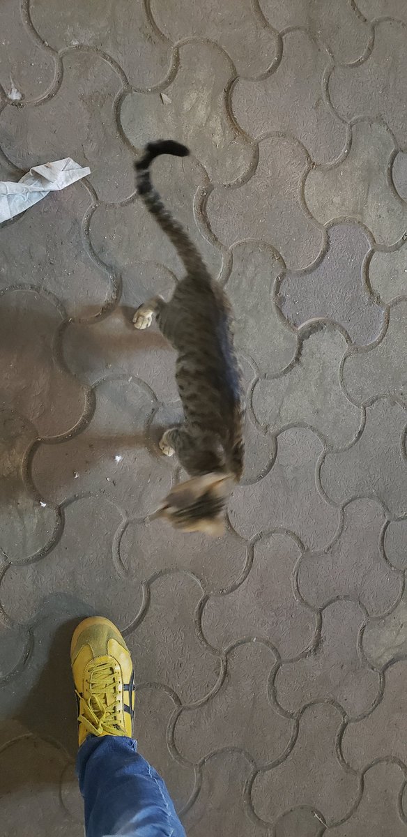 Long tailed tabby cat, very young. Close to me.