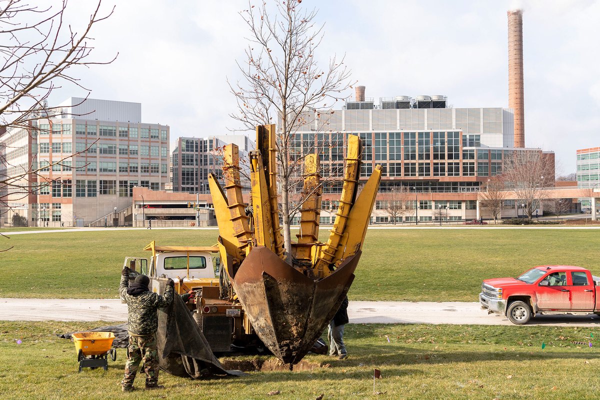 Workers from Blacy Tree Transplant of Milan guide a red oak into its new home at Palmer Field. The tree was one of four dozen moved from the site of Michigan Medicine’s new hospital to various locations around the Ann Arbor campus.