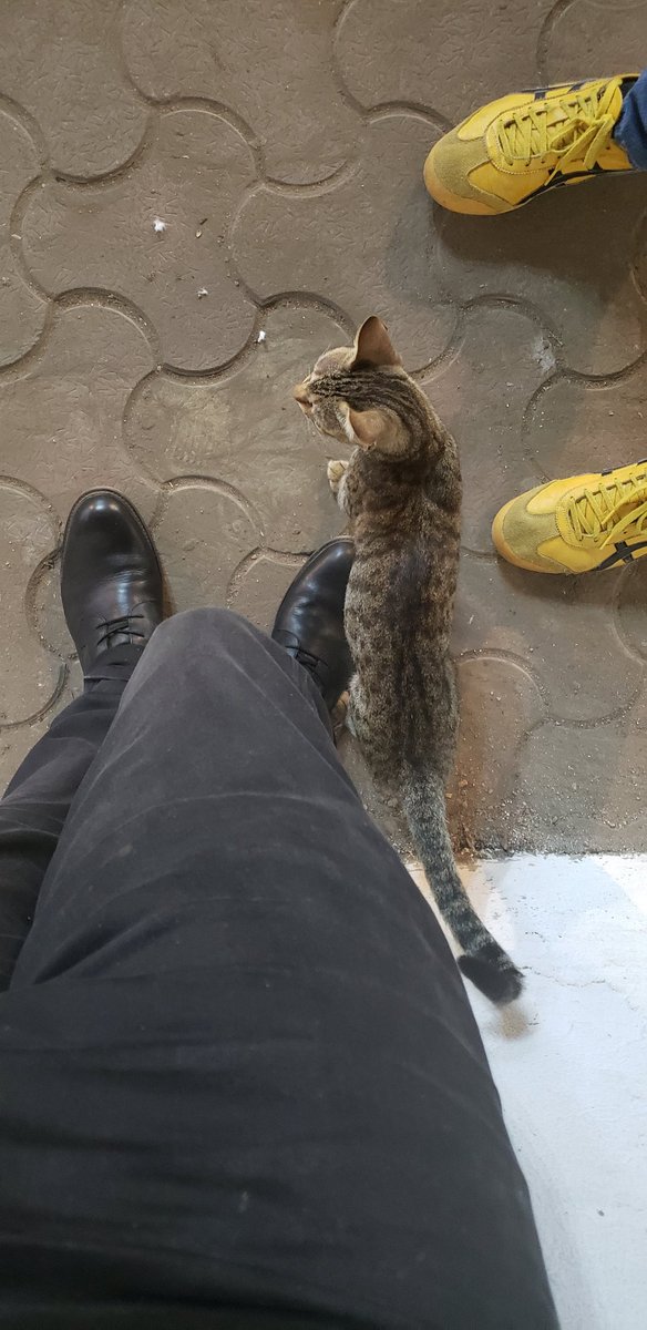 The kitten is standing over my foot now. Just hanging iut next to me