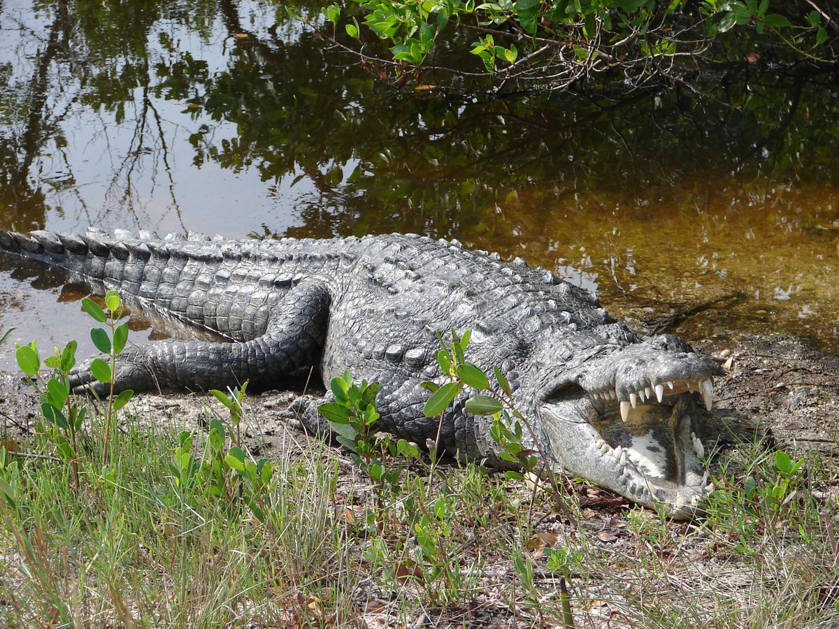 crocodile on edge of river with mouth open