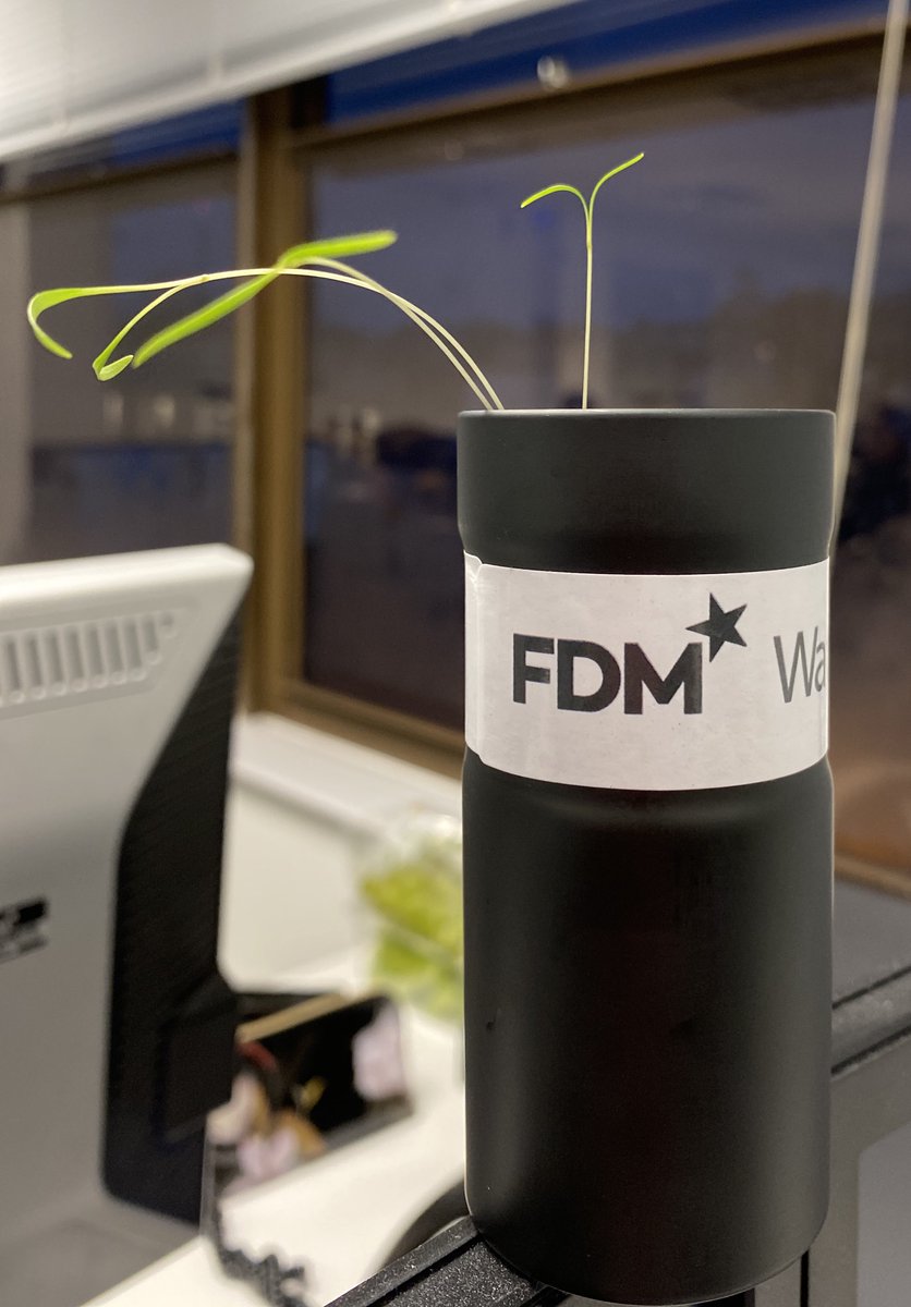L_RBrighton's tweet photo. We've named our plant Mary in Operations team. We're excited to see her grow. 🌱#WatchMeGrow #FDMCareers https://t.co/ZBivmM1U28