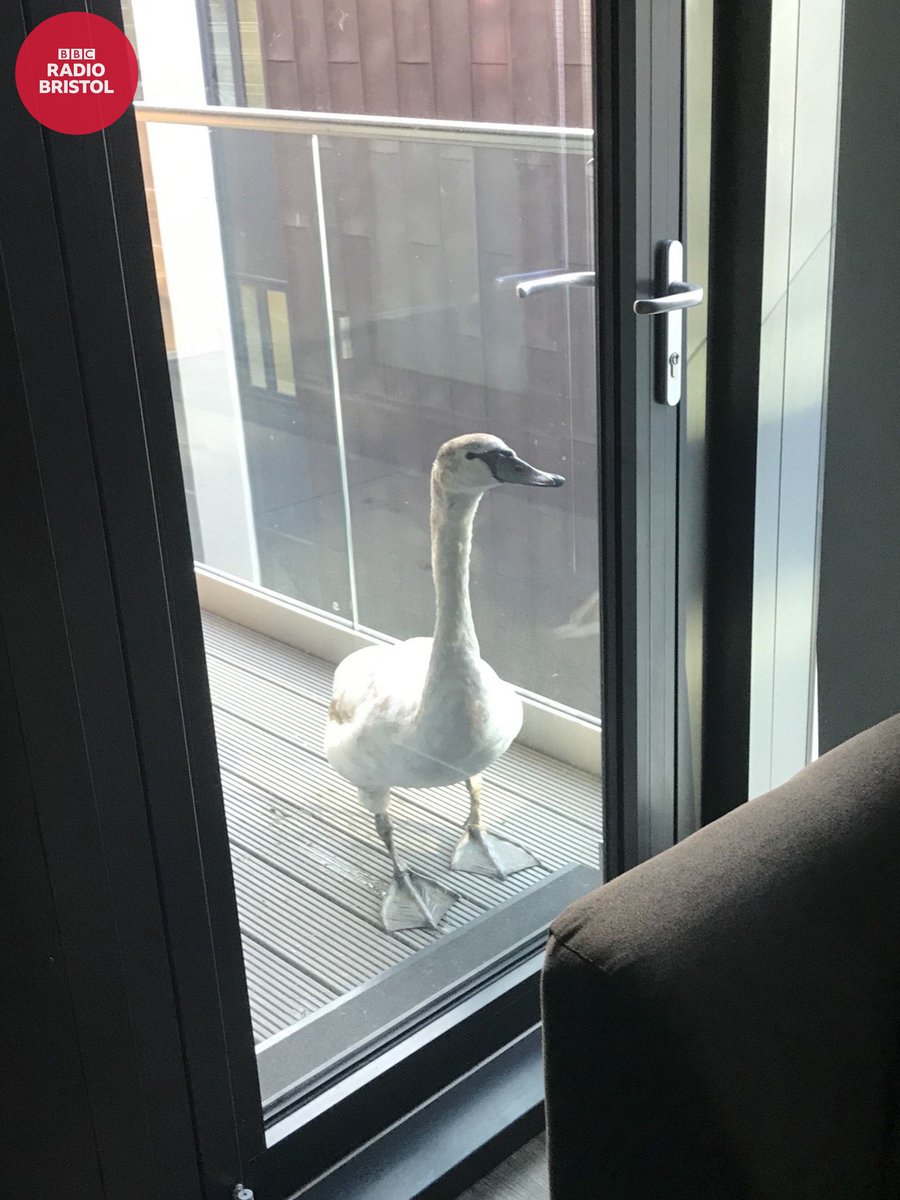 Let me in!
This swan was found on a 6th floor balcony in #Bristol and had to be rescued by the @RSPCAofficial 🦢