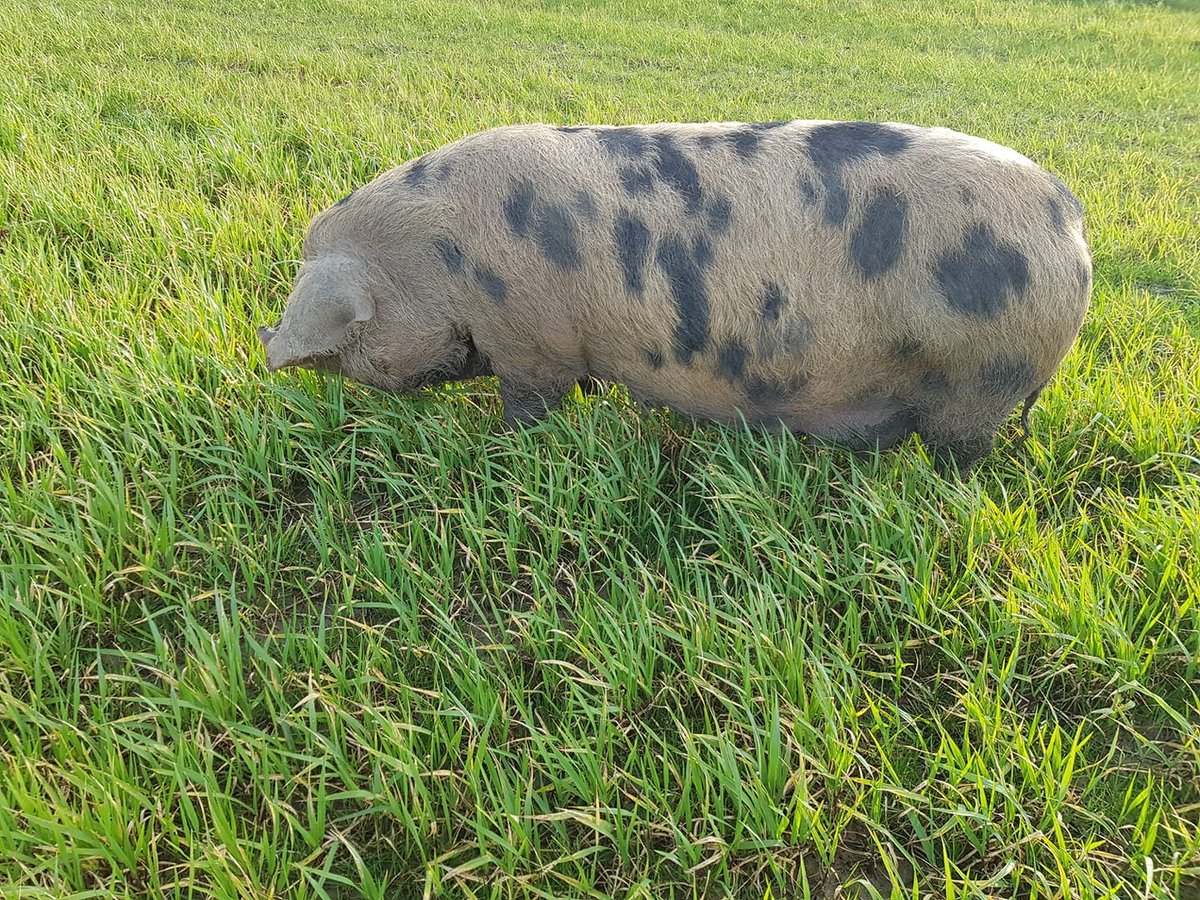 OxfordPig's tweet photo. This young lady is making her way to the maternity ward but is taking her time. #OSBPG #OSBPiglets #GoNative #RareBreed #HeritageTreasures #HealthyPigs, #HappyPigs #HappyMonday @WheatleyPkFarm @rbstnorthscot @RBST_Caledonian @SchoolFarmers @NFFNUK https://t.co/xGVT5HYBzv