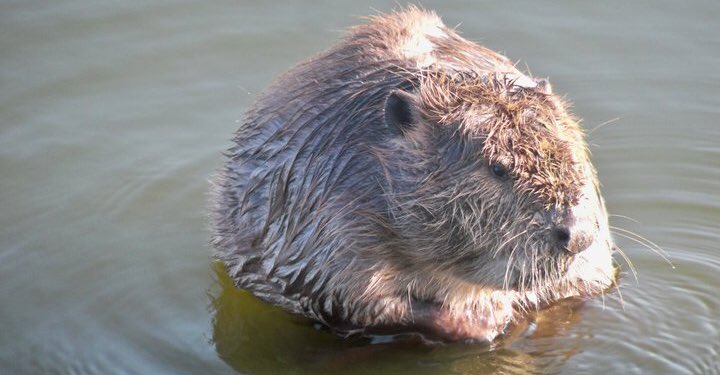 Sad-looking beaver