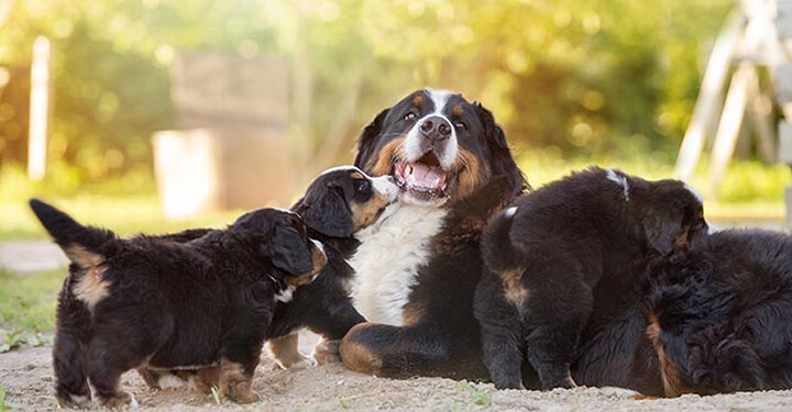 Mama dog found on side of road pulling crate with her puppies doggiescare.com/mama-dog-found…