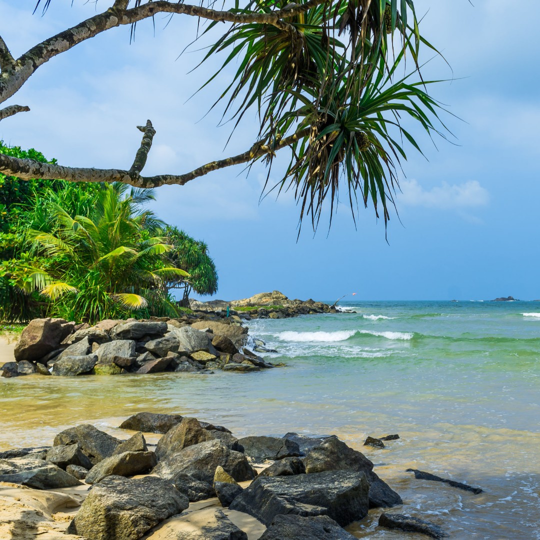 Vanverre's tweet photo. Hier wil je toch het water induiken?! 
Dit vind je in Bentota in Sri Lanka.
.
.
.
.
.
#azie #srilanka #strand #beach #beachlife #palmbomen #tropisch #paradijsje #hierwilikheen #reizen #travel #vakantie #travelgram #wanderlus #srilankareis #verrereis #reisopmaat #vanverre https://t.co/B1fCDTcACT