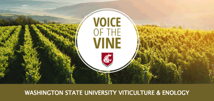 Banner image of newsletter featuring rows of grape vines.