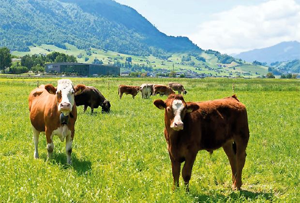 SchweizerBauer's tweet photo. «Noch mehr Tiere sollen auf Weide»

Die Agrarallianz hat ein Positionspapier zum Tierwohl veröffentlicht. @MutterkuhCh als Mitglied der #Agrarallianz nimmt Stellung zur geforderten Senkung des Tierbestands. Sie fördert ein zusätzliches Weide-Raus. 
https://t.co/lDdDZkIAaG https://t.co/zH2Rq4sOSz