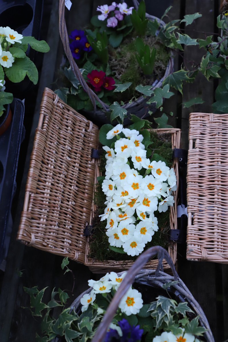 Wolvercroft's tweet photo. Bespoke custom made seasonal potted arrangements available, ideal gifts or treat yourself! #wolvercroft #gardencentre #alderholt #pottedarrangements https://t.co/aaqd9V2oPO