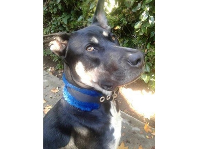 petbusinessmag's tweet photo. Vital Essentials (@VitalEssentRaw) to host 4th annual Love Your Pet Photo Contest. https://t.co/AUZioGPZOc https://t.co/scU56Jtk1X
