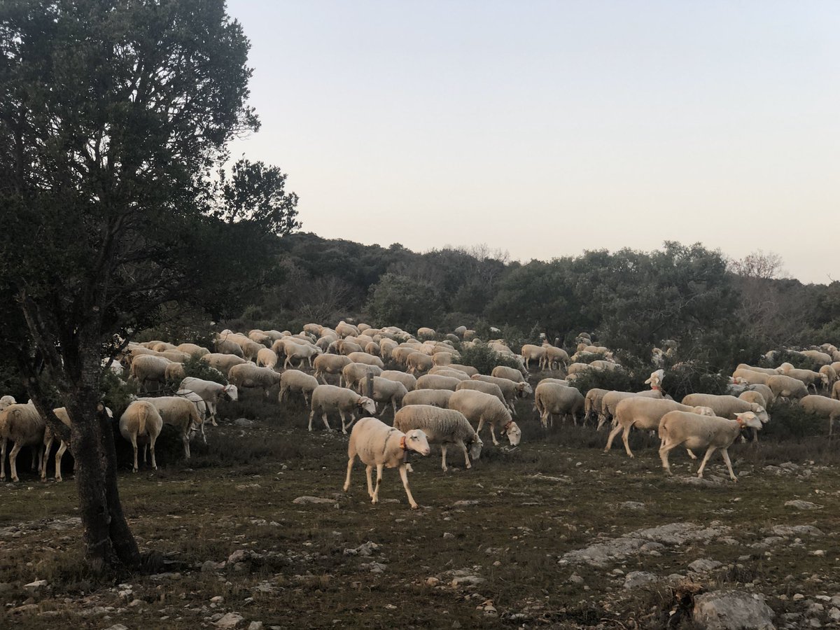dguillaume26's tweet photo. GAEC de Cambous élevage ovin : « dans le cadre des négociations de la future #PAC, la France porte la nécessité de sécuriser les surfaces pastorales; charge aux acteurs de définir des modalités de gestion plus simples » @Prefet34 @Min_Agriculture @chambagri34 https://t.co/kzvwxsQr3w