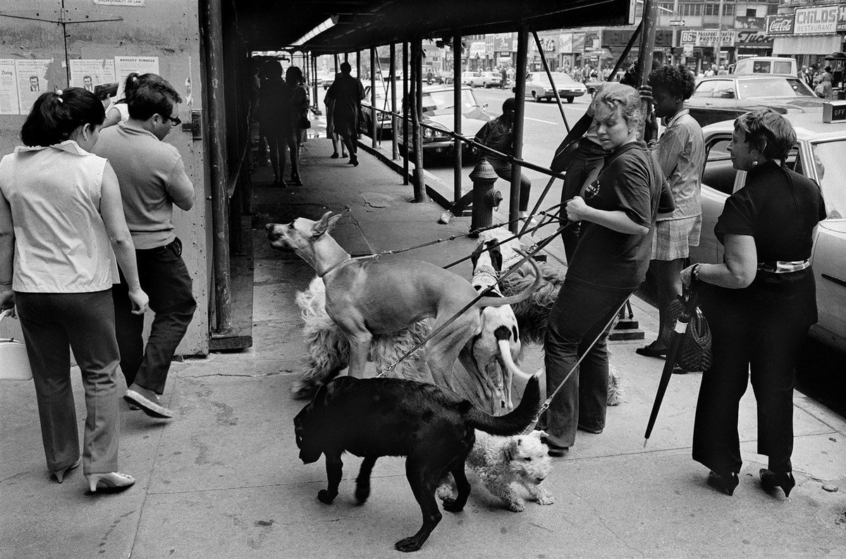 Woman walking multiple dogs. 