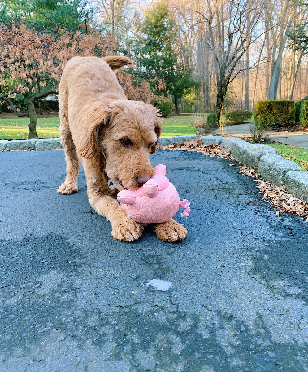 It’s playtime!!! 
•
What’s your favorite toy? Mine is this pig! 
•
•
•
•
•
•
•
•
•
•
#winter #doggo #cute #puppy #fun #love #goldendoodle #playful #wizsmart #petix #dogtraining #toys #puppyplay #funinthesun #happy #doglover