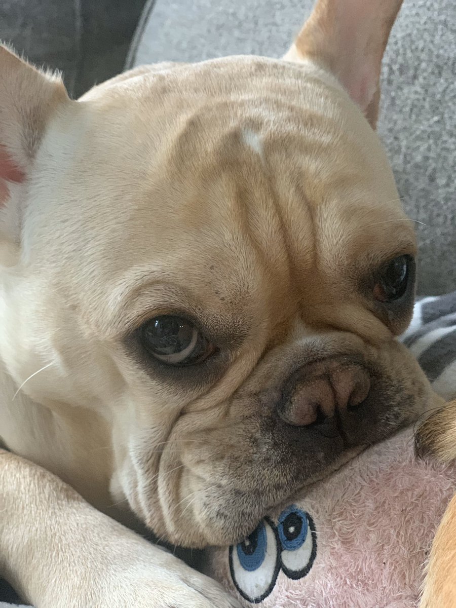 BeatzieB's tweet photo. Me in a sucking pig 🐷 🐽 kinda mood today. YaYa! Hab a great Monday everyone. #MondayMood #frenchbulldog #frenchies #dogsoftwitter #bulldogs #pugs #PIG #batpig #pigsucker https://t.co/8F1xofsNgK