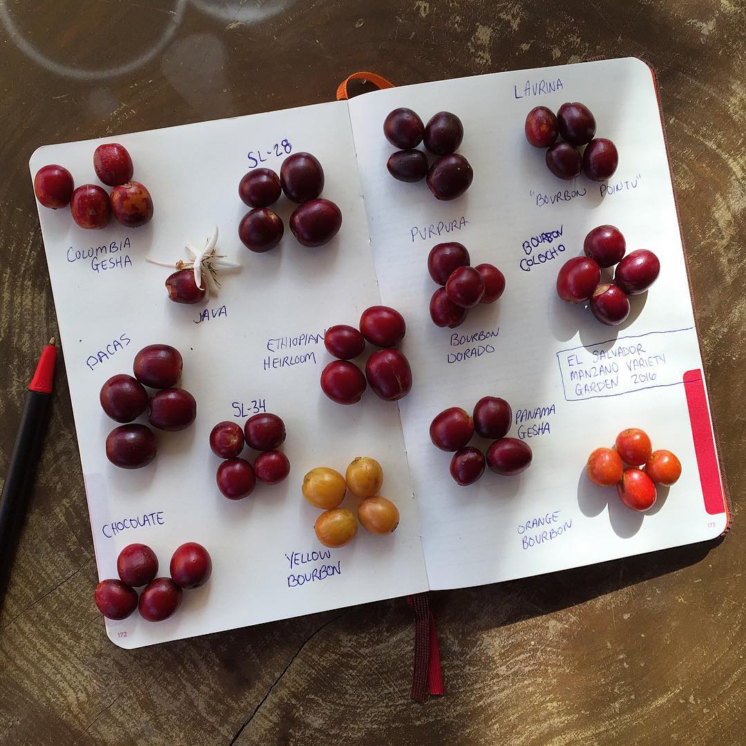 AromaCafes's tweet image. #Coffeelovers, aquí podéis ver, de un solo vistazo, diferentes variedades del #café. Desde un Bourbon a un Geisha. #CulturaDelCafé Foto @genuine_origin