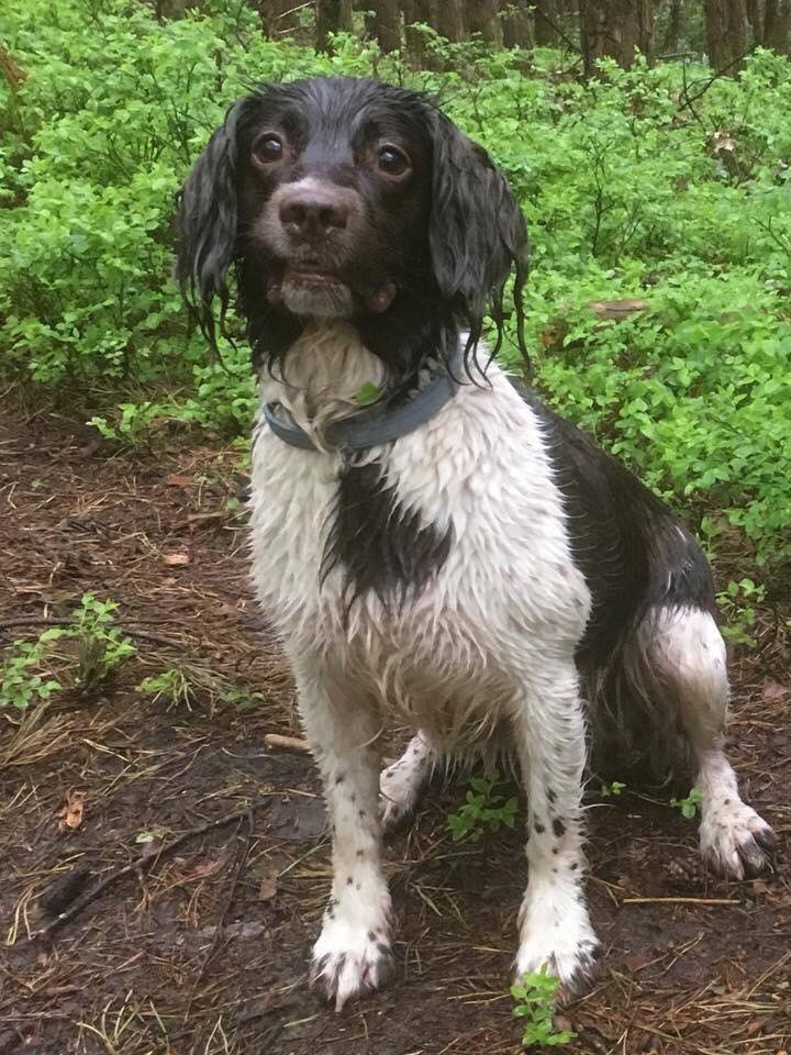 MolliePug's tweet photo. 🆘🆘 My name is Indie and I ran after a bird on a walk on Ludshot Common GU26 on 3rd October 2018 and did not return....it couLd be that someone has found me and kept me...Have you seen me for sale anywhere ?  Has your neighbour or Friend got a new dog like me If so please get in https://t.co/AZajDdDxYR