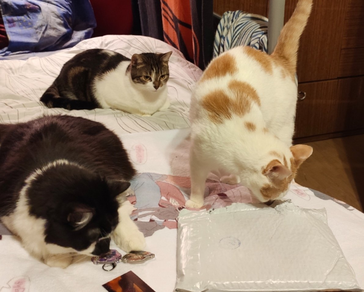 vandrott's tweet photo. #katt is very interesting object for my cats :D
Thanks to everybody who've made @KattZine, I'm so happy to have it in my small collection of vld stuff! It's the first paper zine I've got 🧡♥️ From the first interest check till now, I've been so excited about the result! https://t.co/GMPa4WohY3