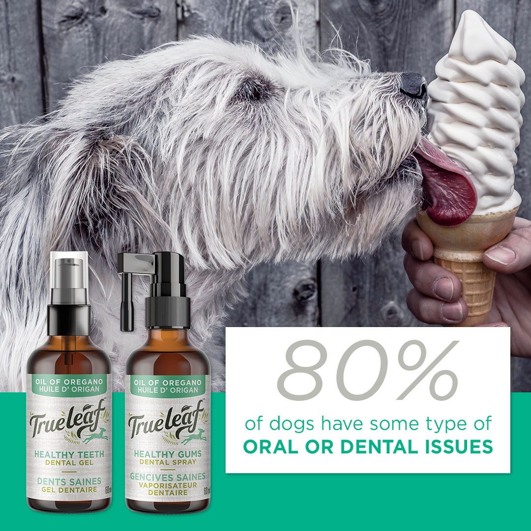 trueleafpet's tweet image. Effective dental care is as important for dogs as it is for humans. What do you do to keep your pet’s teeth healthy?

Check out our Oral Care products at trueleaf.com
