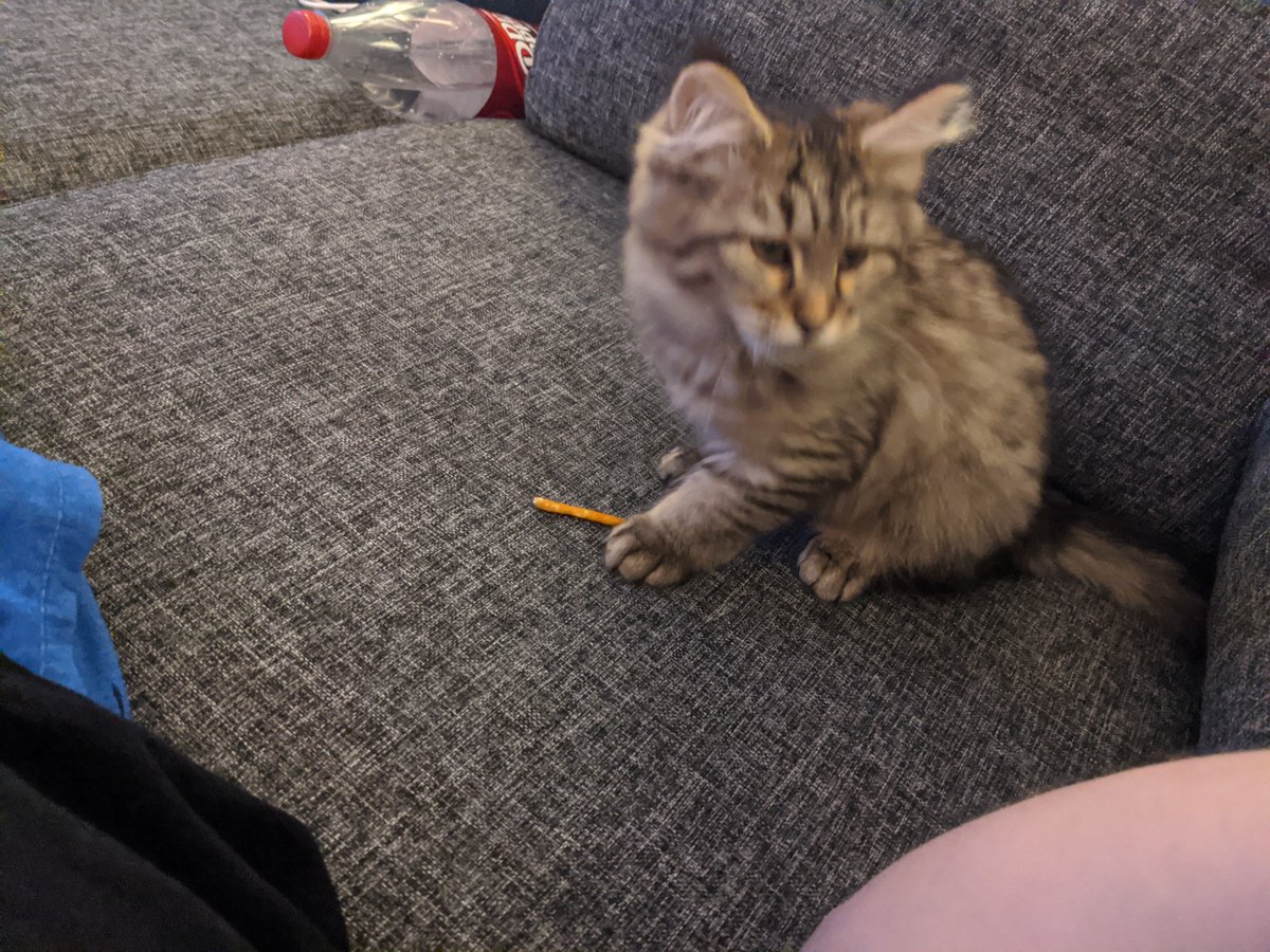 skaggigocharg's tweet photo. I torsdags blev huset ett hem igen.
#lodjur #pixiebobcat https://t.co/4JTXGZVuMI