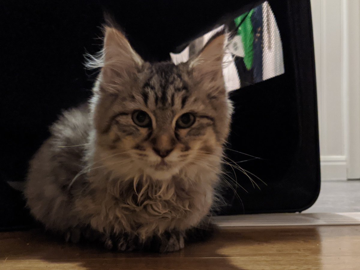 skaggigocharg's tweet photo. I torsdags blev huset ett hem igen.
#lodjur #pixiebobcat https://t.co/4JTXGZVuMI
